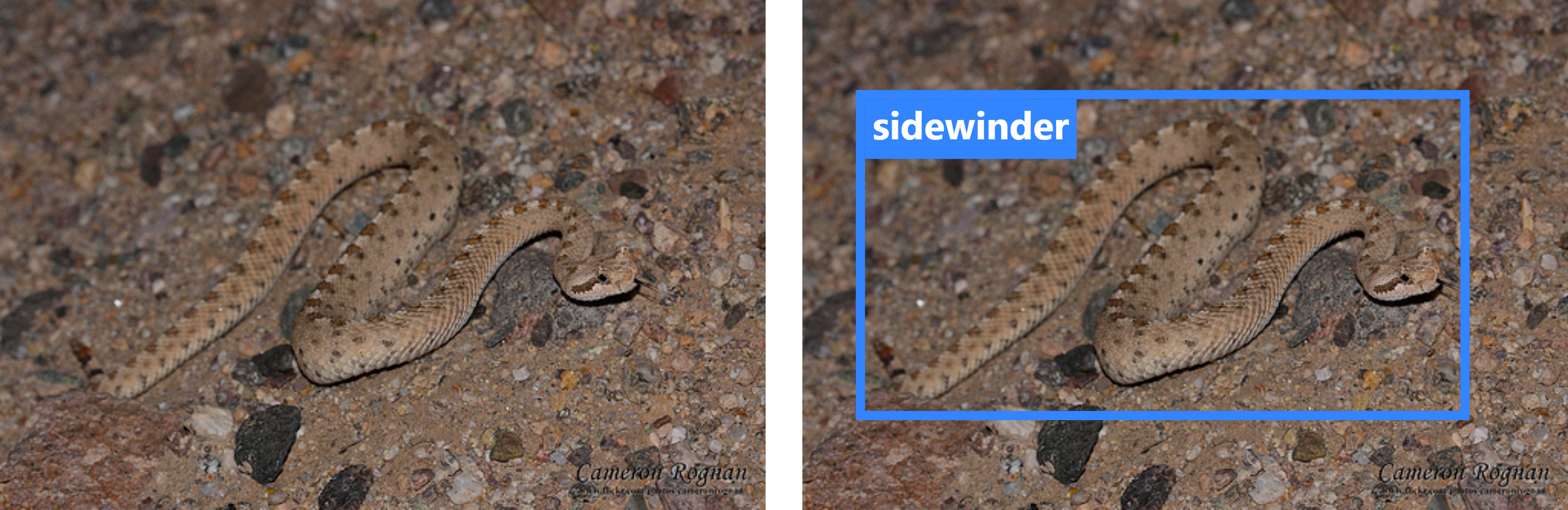 Snake example